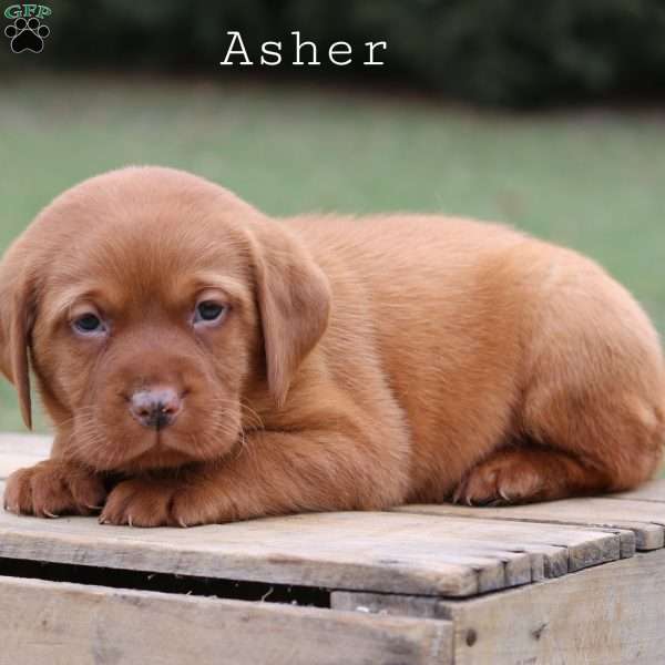 Asher, Fox Red Labrador Retriever Puppy